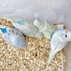 Parakeets for Sale