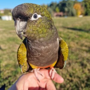 Patagonian Conure for sale