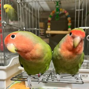 Lovebird for Sale