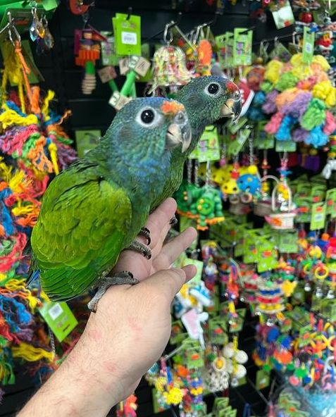Pionus Parrot Care Guide