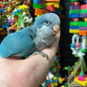 Quaker Parrot for Sale