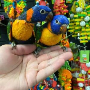 Colorful lorikeet parrot available for sale, showing bright green, blue, and orange plumage