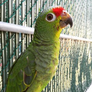 Red Lored Amazon for sale