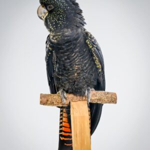 Red Tailed Black Cockatoo for sale