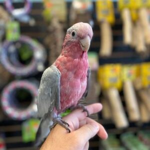 Rose Breasted Cockatoo for Sale​