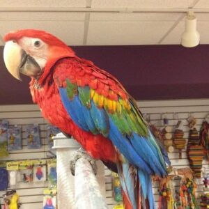 Scarlet Macaw for sale