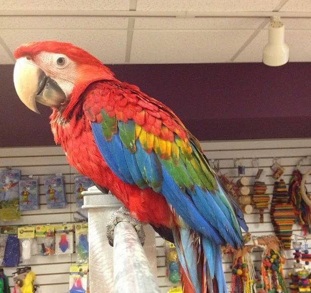 Scarlet Macaw for sale
