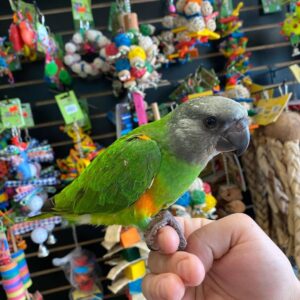 Senegal Parrot for Sale