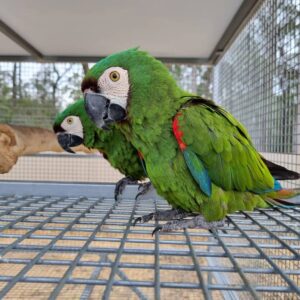 Severe Macaw for Sale