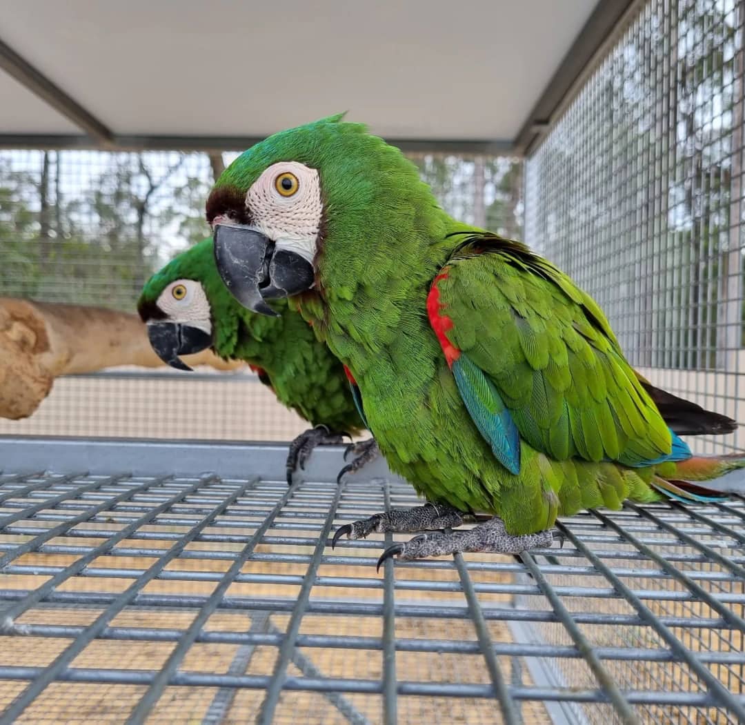 Severe Macaw for Sale
