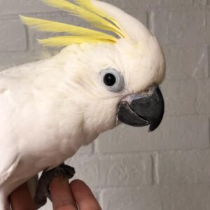 Sulphur Crested Cockatoo for Sale