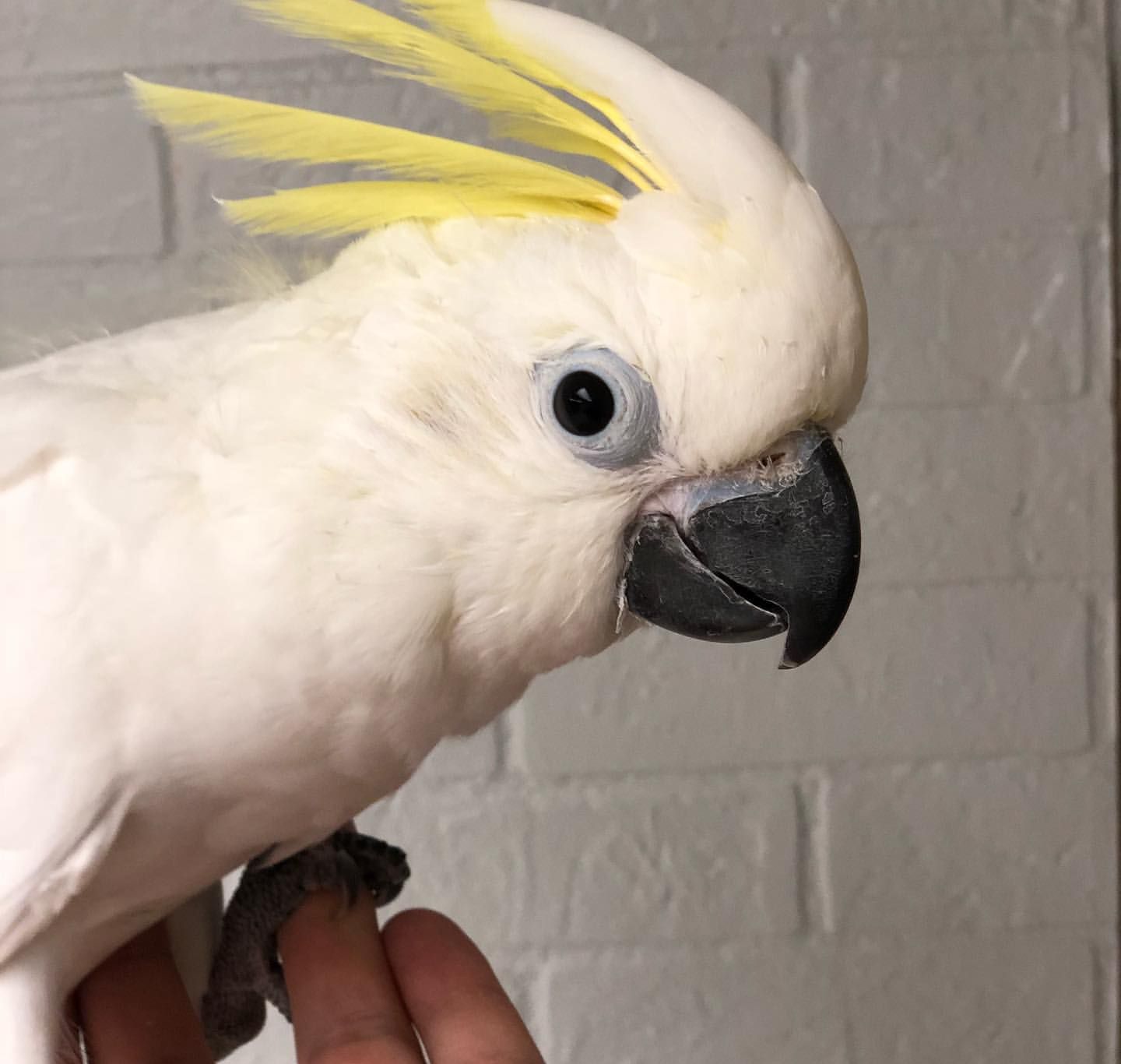 Sulphur Crested Cockatoo for Sale