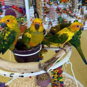 Sun Conure Bird for Sale