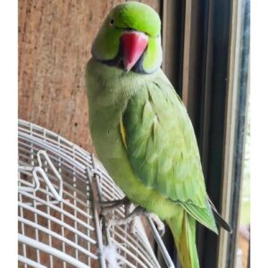 Talking Birds for sale