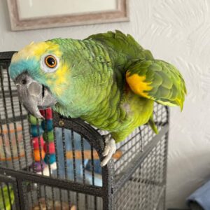 Talking Parrot for sale