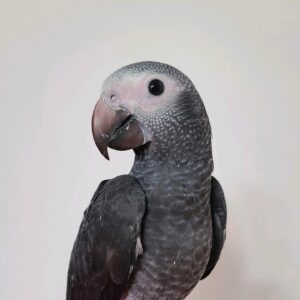 Timneh Parrot for Sale