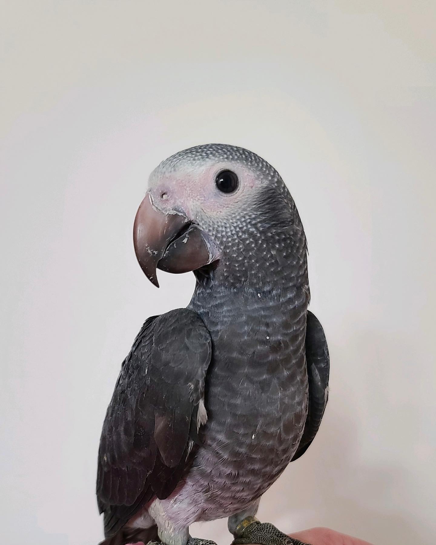 Timneh Parrot for Sale