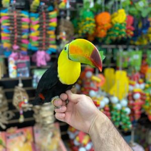 Toucan for sale