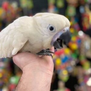 Umbrella Cockatoo for Sale​