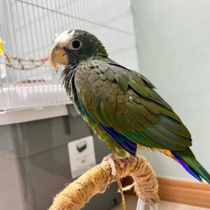 Pionus Parrot for Sale