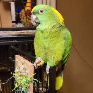 Yellow Naped Amazon for Sale