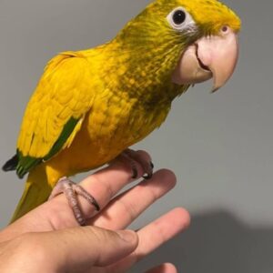 Golden Conure for Sale