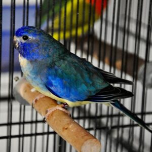 Scarlet Chested Parrot for sale