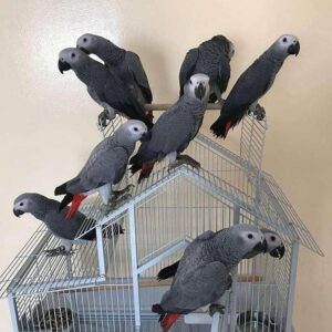 Congo Gray Parrot for Sale