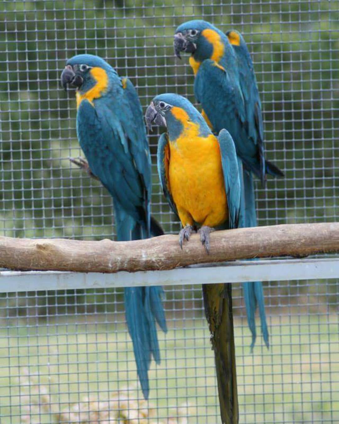 Macaw Blue Throated