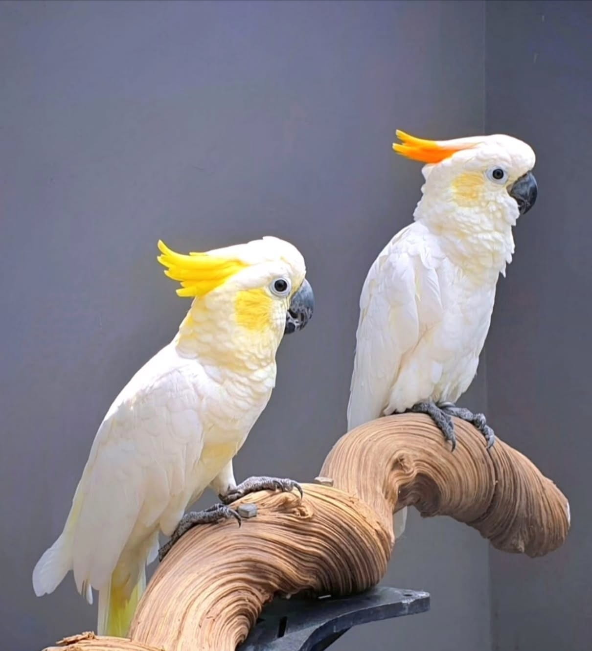 Citron Cockatoo