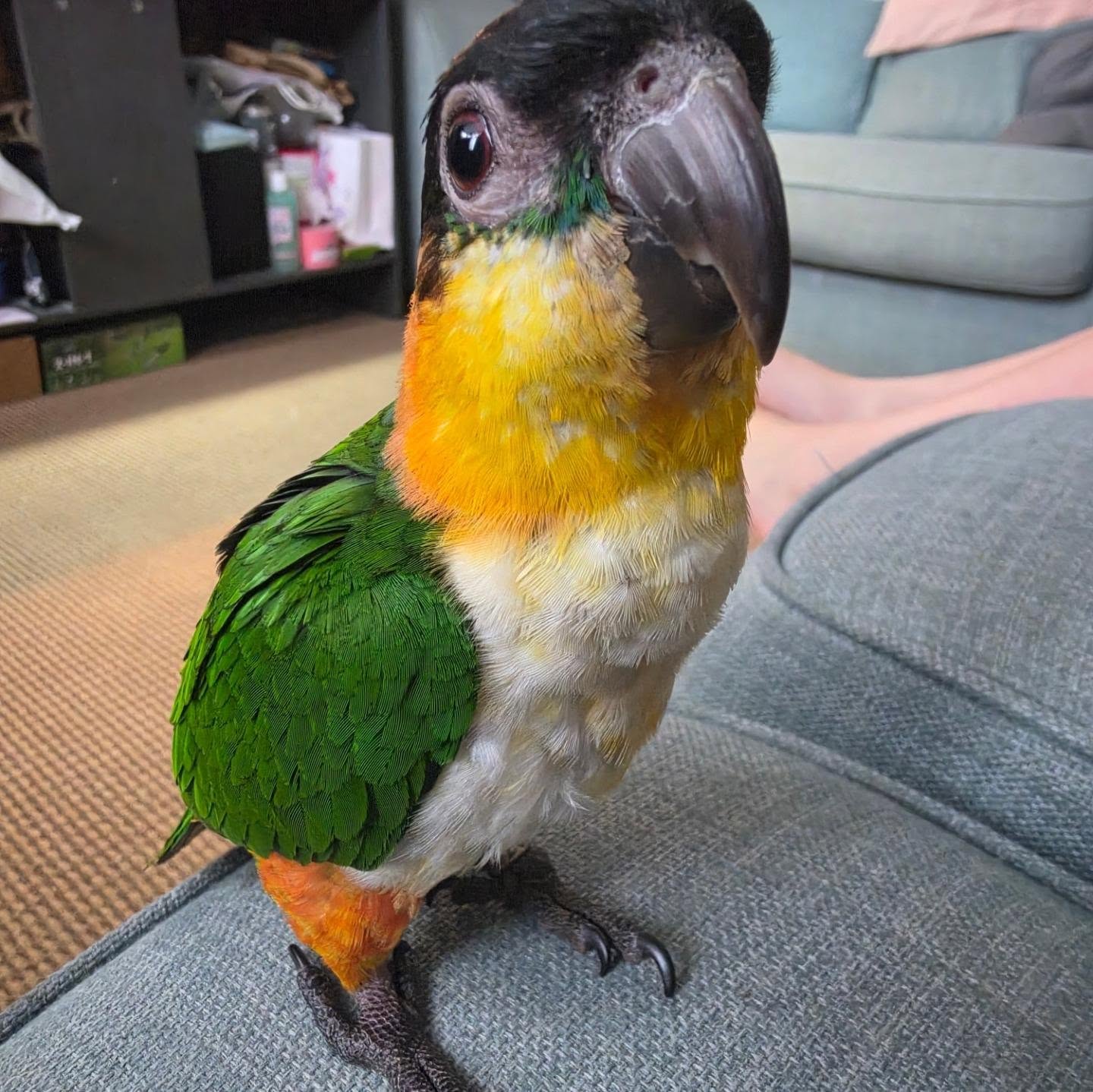 Black Headed Caique Parrot