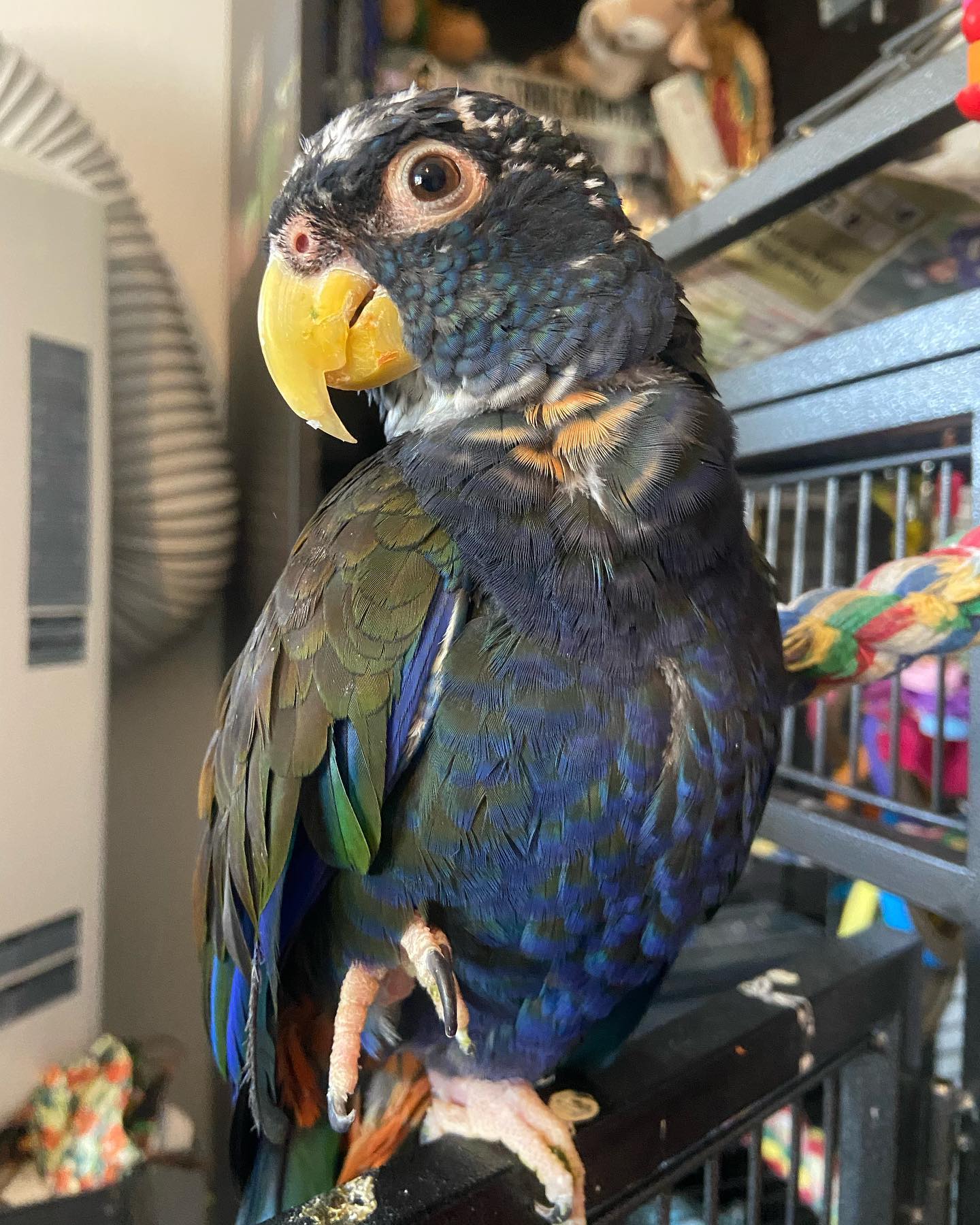 Bronze Wing Pionus