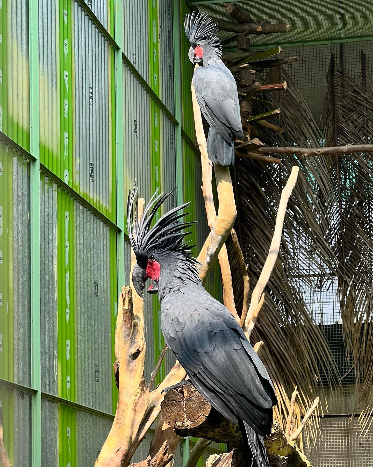 Cockatoo Black Palm