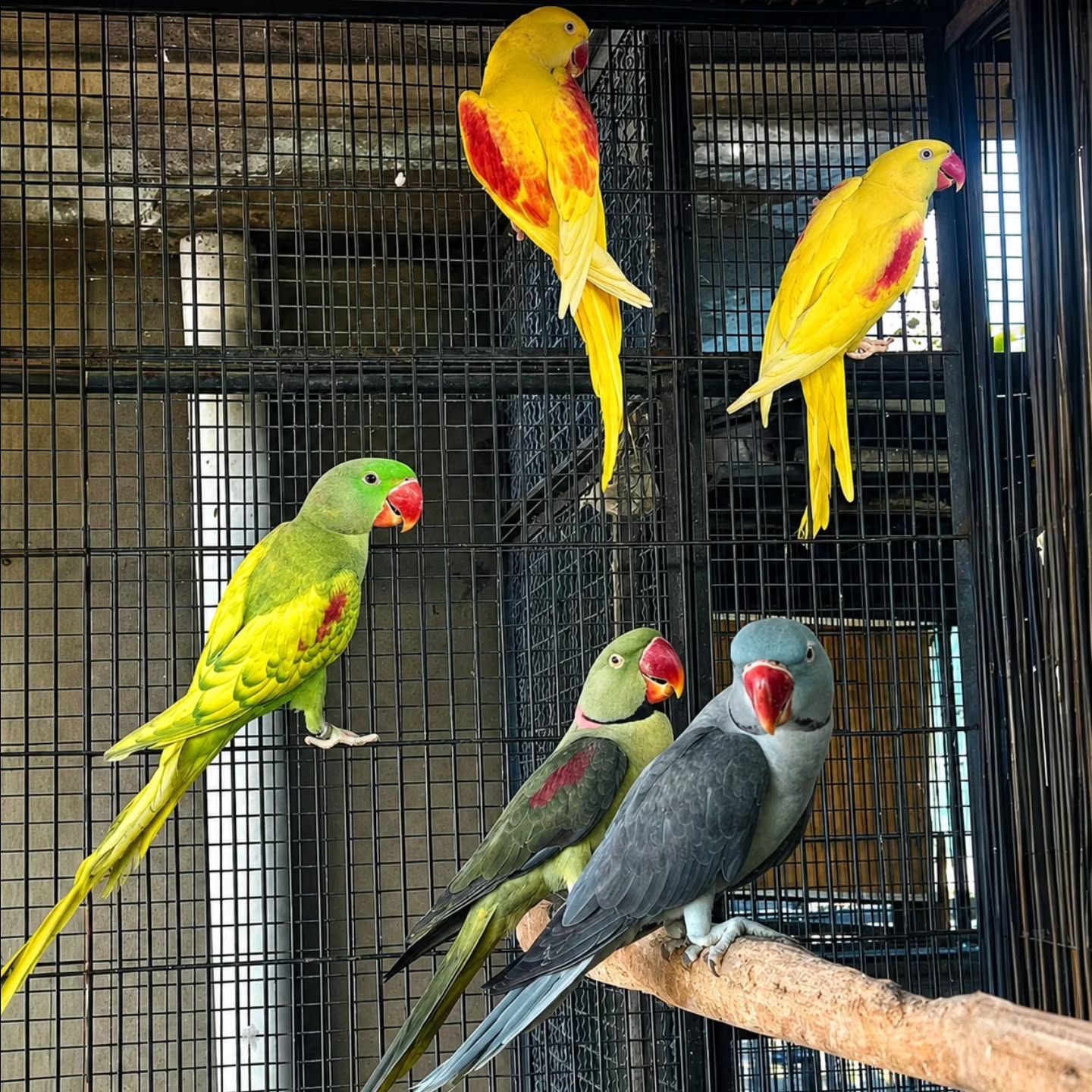 Alexandrine Parakeet