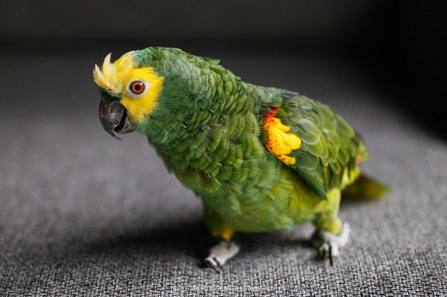 Amazon Parrots