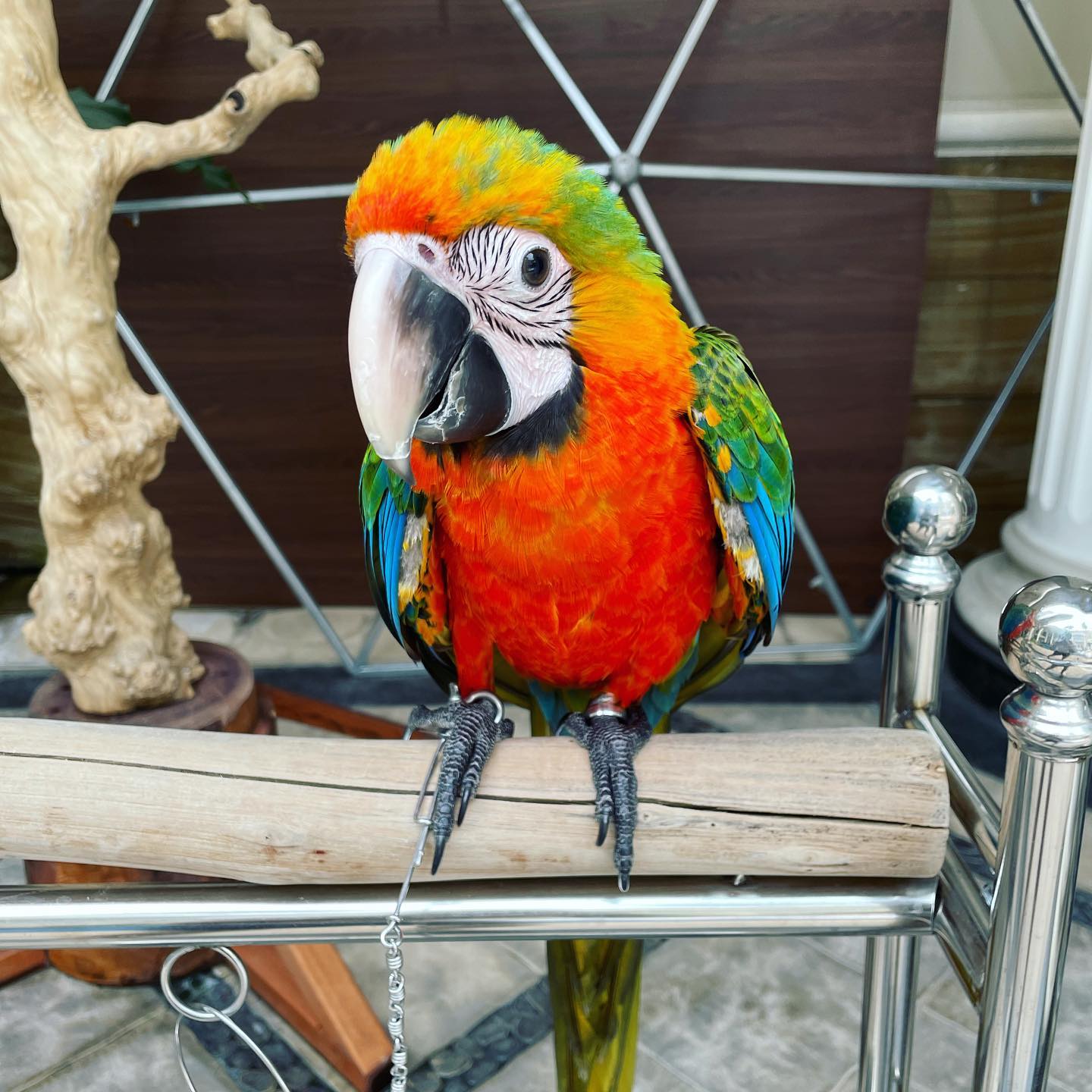 Catalina Macaw