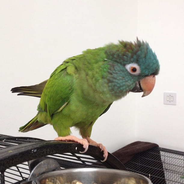 Blue Crown Conure