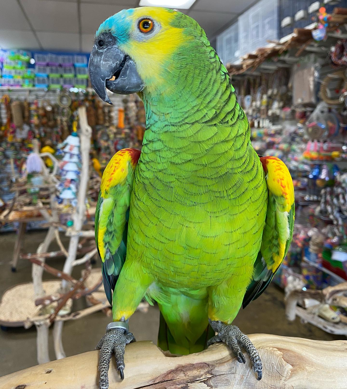 Parrot Amazon Blue Fronted