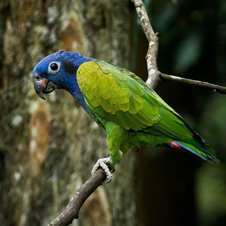 Blue Head Pionus