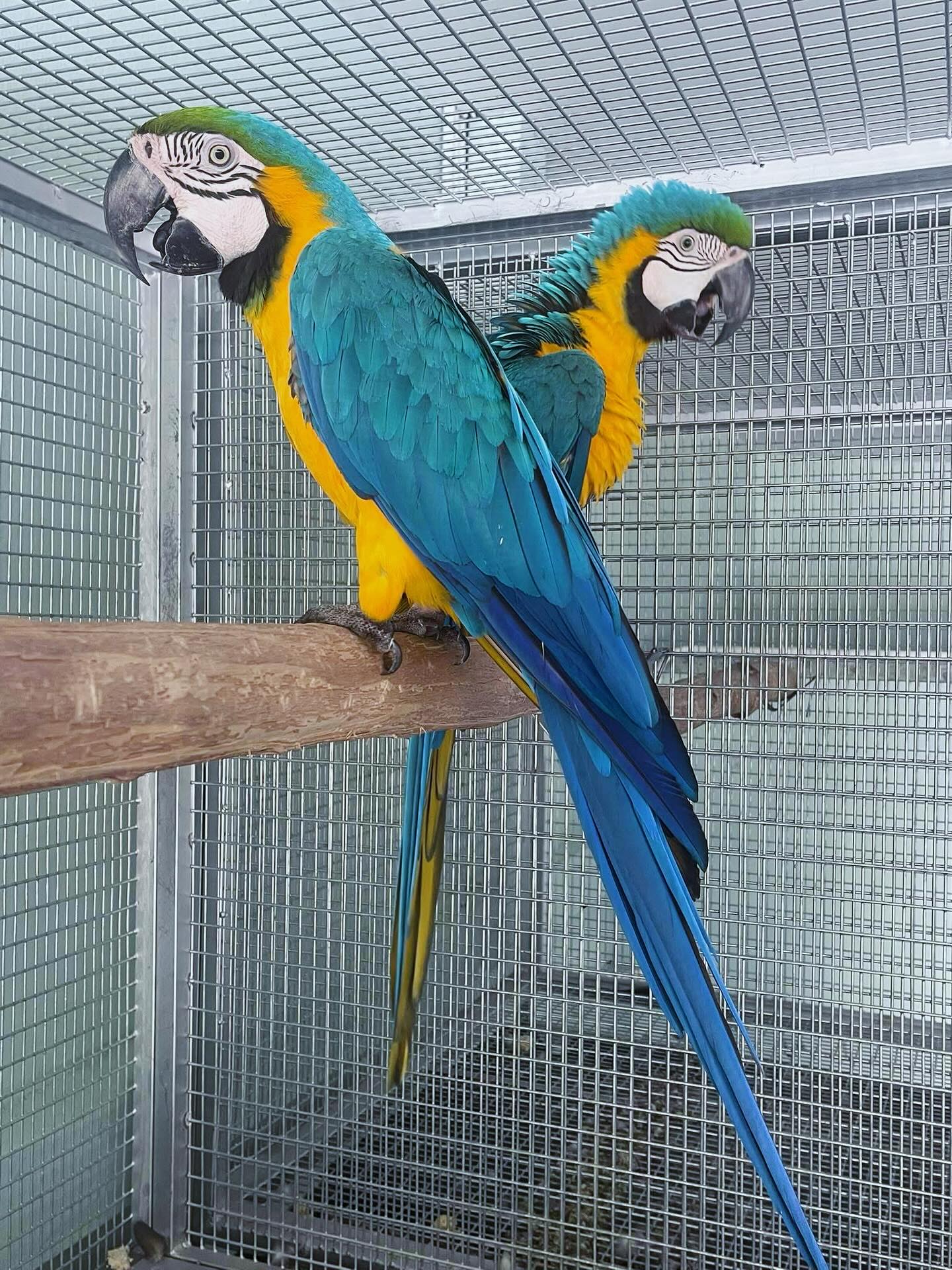 Blue and Gold Macaw
