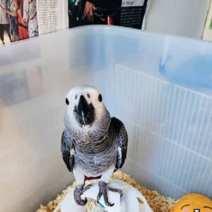 Healthy African Grey Parrot with silver-gray plumage, white facial markings, and a vivid red tail perched comfortably, available for sale.