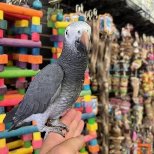 African Grey Parrot for Sale near me