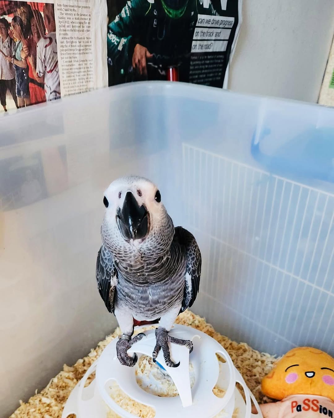 Healthy African Grey Parrot with silver-gray plumage, white facial markings, and a vivid red tail perched comfortably, available for sale.