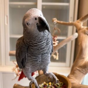 African Grey Parrot to Buy