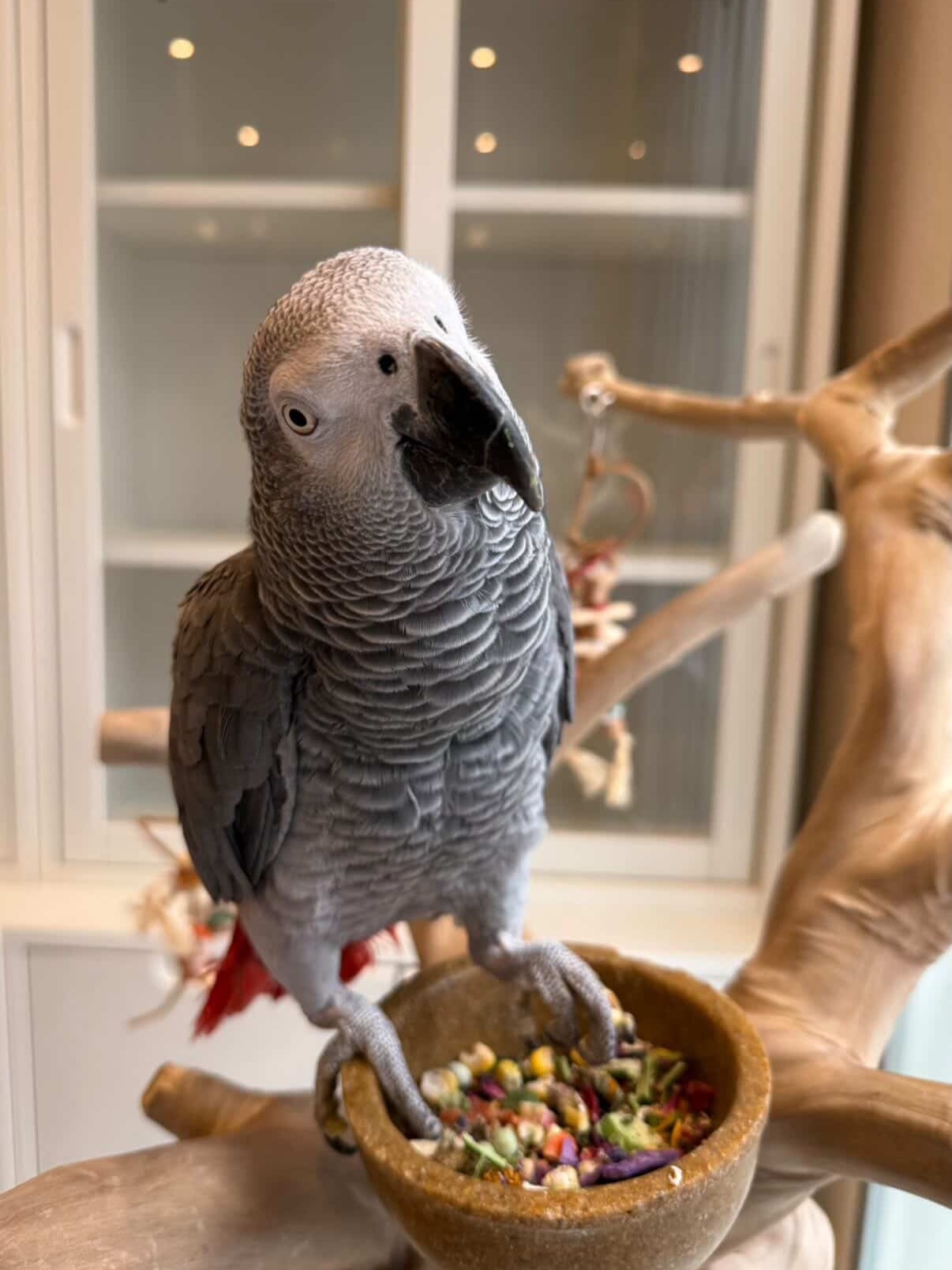 African Grey Parrot to Buy