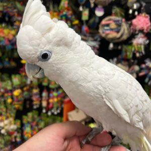 Amazing Cockatoos for Sale