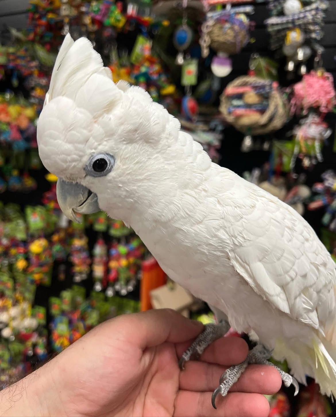 Amazing Cockatoos for Sale