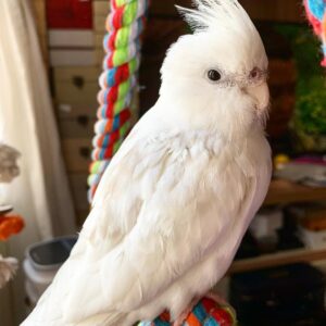 Baby Parrots for Sale
