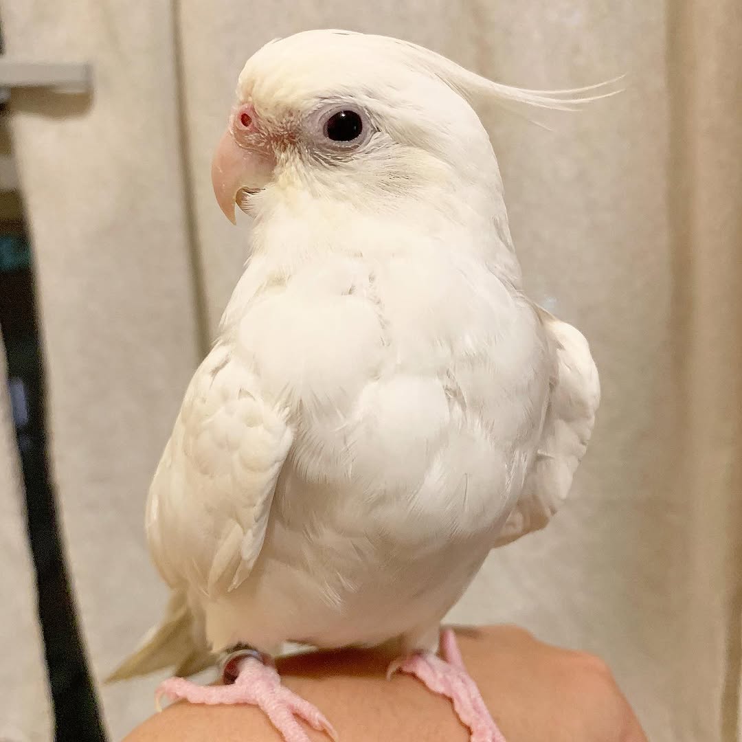 Baby Parrots for Sale