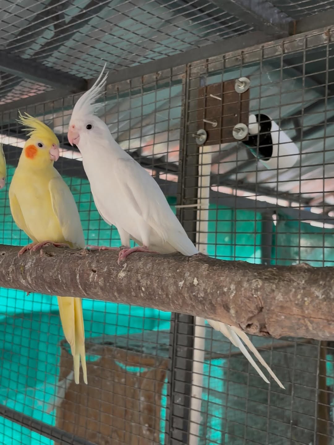 Best Pet Parrot for Beginners